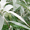 Buddleja Davidii - Pixie Blue