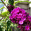 Buddleja Davidii - Harlequin