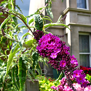 Buddleja Davidii 'Harlequin' - Variegated Butterfly Bush