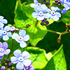 Brunnera Macrophylla