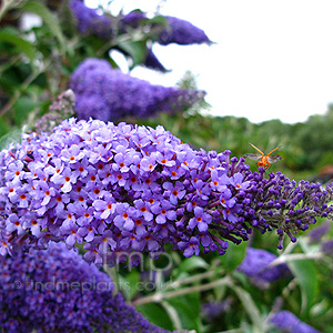 Buddleja Davidii 'Lochinch' - Butterfly Bush