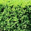 Buxus Sempervirens