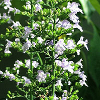 Calamintha Nepeta - Calaminth