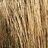 Calamagrostis Epigejos - Hortortum