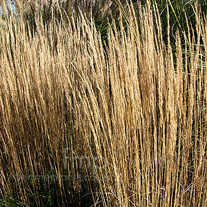 Calamagrostis Epigejos 'Hortortum' - Feather Reed Grass, Calamagrostis