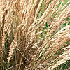 Calamagrostis X Acutiflora - Karl Foerster