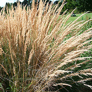 Calamagrostis X Acutiflora 'Karl Foerster' - Feather Reed Grass