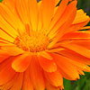 Calendula Officinalis