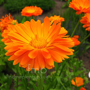 Calendula Officinalis - English Marigold, Calendula