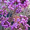 Callicarpa Bodinieri - Profusion