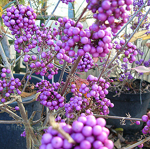 Callicarpa Bodinieri 'Profusion' - Beauty Berry