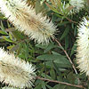 Callistemon Pallidus