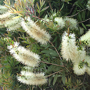 Callistemon Pallidus - Bottlebrush