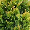 Calocedrus Decurrens  - Berrima Gold