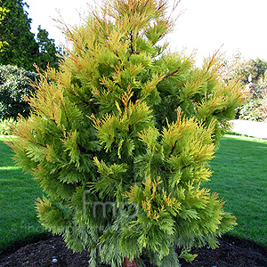 Calocedrus Decurrens  'Berrima Gold' - Incense Cedar, California Incense  Cedar