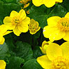 Caltha Palustris