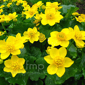 Caltha Palustris - Marsh Marigold, King Cup