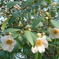 Camellia X Williamsii 'First Flush'