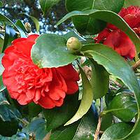 Camellia Japonica 'Althaeflora'