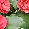 Camellia Japonica - Marguerita Coleoni