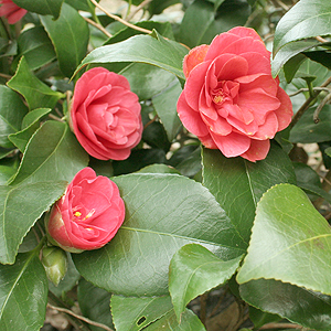 Camellia Japonica - Chinese Rose