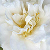 Camellia Japonica - Onetia Holland