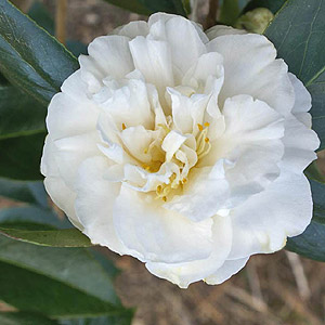 Camellia Japonica 'Onetia Holland'