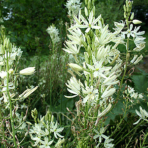 Camassia Leichtlinii Alba - Bear's Grass, Camassia