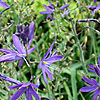 Camassia Leichtlinii - Lady Eve Price