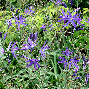 Camassia Leichtlinii Lady Eve Price - Bear's Grass, Camassia