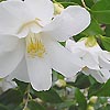 Camellia - Lilt Pons