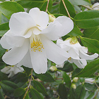 Camellia 'Lilt Pons'