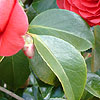 Camellia Japonica - Coquetti