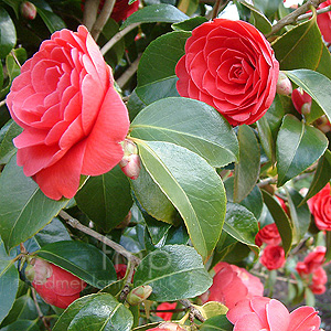 Camellia Japonica 'Coquetti'