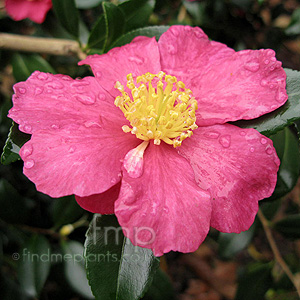 Camellia 'crimson King'