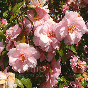 Camellia X Williamsii 'Donation'