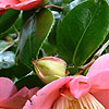 Camellia - Hinu Maru