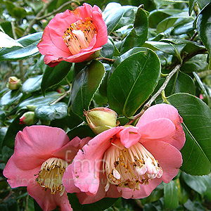 Camellia 'Hinu Maru' - Chinese Rose