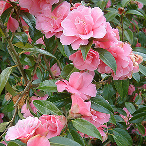 Camellia 'Leonard Messel'