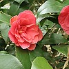 Camellia Japonica - Marguerita Coleoni