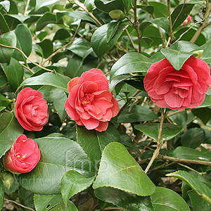 Camellia Japonica 'Marguerita Coleoni' - Chinese Rose