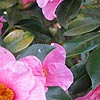 Camellia X Williamsii - Mary Christian