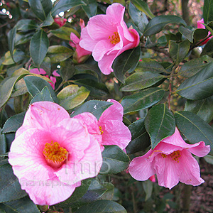 Camellia X Williamsii 'Mary Christian'