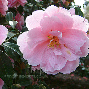 Camellia 'Maud Messel'