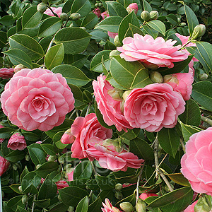 Camellia Japonica 'Mrs Tingley' - Chinese Rose