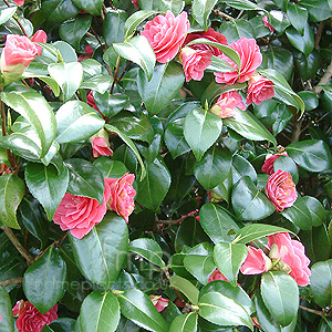 Camellia Japonica Rubescens Major'