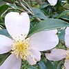 Camellia Sasangua - Setsugekka
