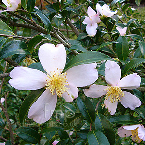 Camellia Sasangua 'Setsugekka' - Chinese Rose