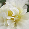 Camellia - Snow Flurry