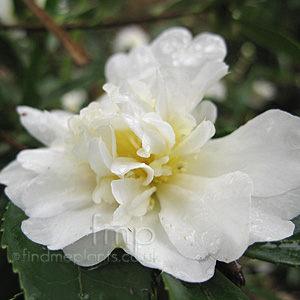 Camellia 'Snow Flurry'